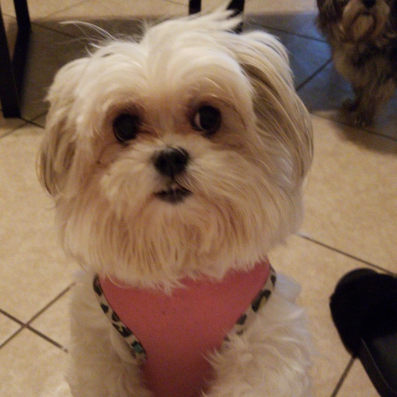 Meet your Posher, Dayan - Picture 6 of 7